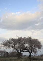 夫婦桜　上堰潟　