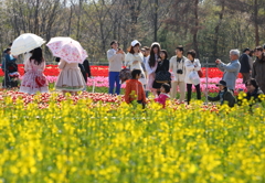 チューリップと菜の花
