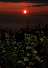 夕日に浮かぶ紫陽花