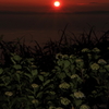 夕日に浮かぶ紫陽花
