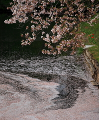 川の流れに、高田公園桜
