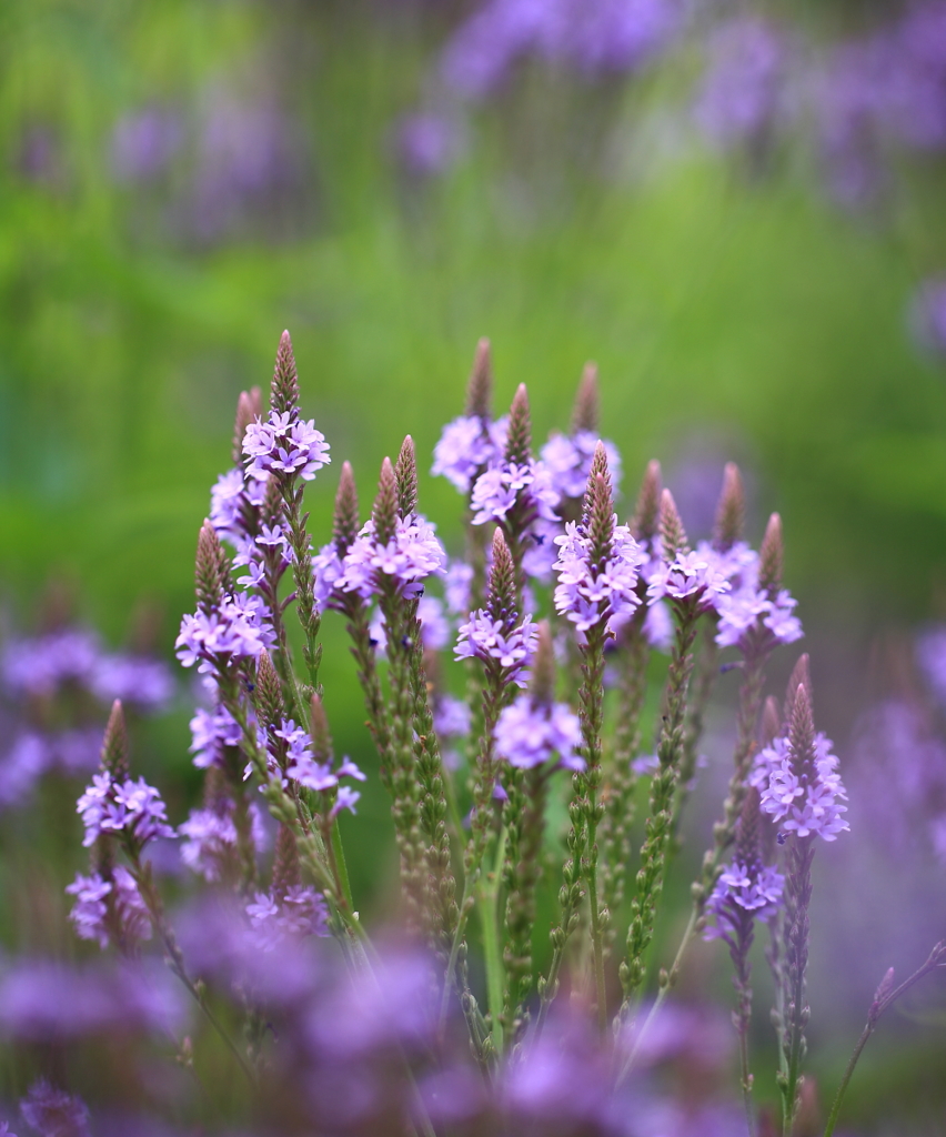 丘陵公園のお花たち４