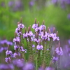 丘陵公園のお花たち４