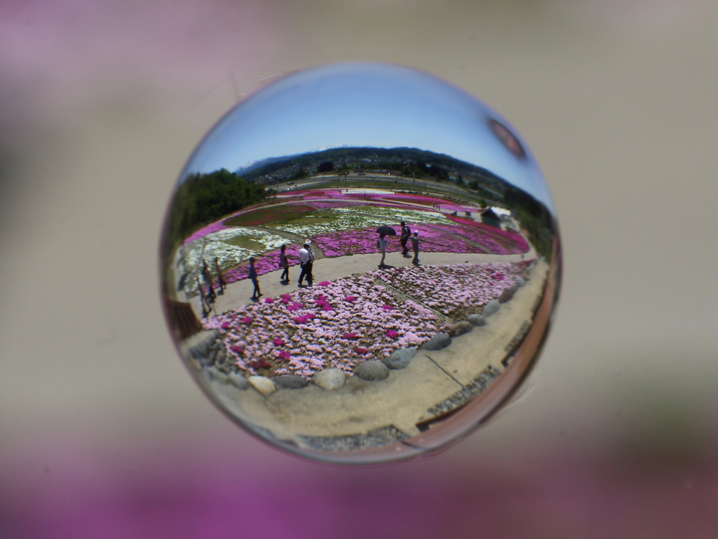 芝桜in堀之内ー１