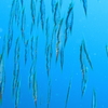 海中 in Padangbai Bari-4