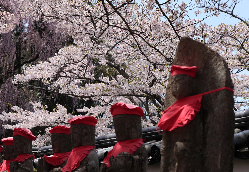 福聚寺　お地蔵様と桜