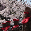 福聚寺　お地蔵様と桜