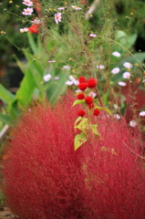 コキア＆ケイト＆コスモス