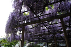 北方博物館　フジの花