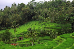 棚田in Bali