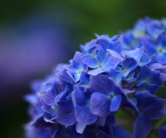 丘陵公園のお花たち 紫陽花
