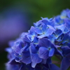 丘陵公園のお花たち 紫陽花