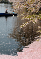 親子で花見。高田公園桜