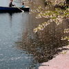 親子で花見。高田公園桜