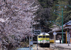 弥彦駅　桜