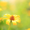 丘陵公園のお花たち１