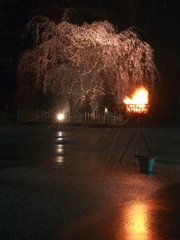 じゅんさい池公園　松明&夜桜 1