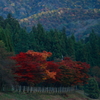 紅葉 粟が岳