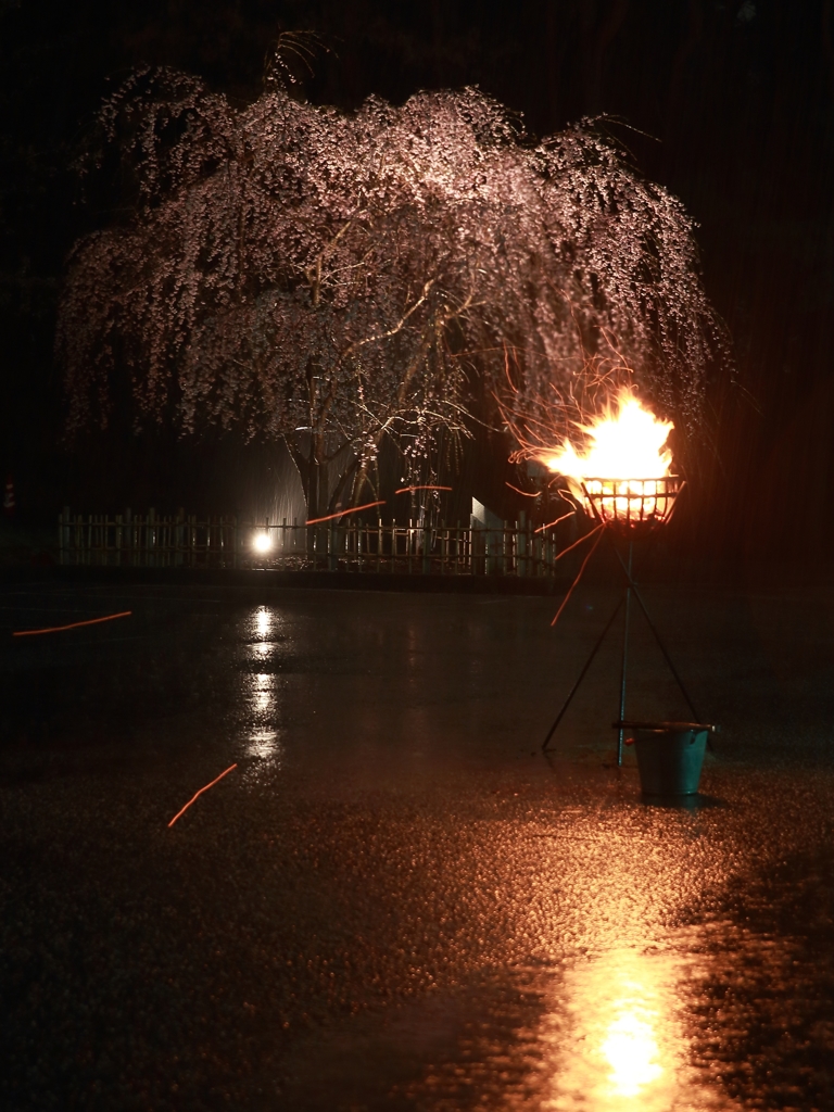じゅんさい池公園　松明&夜桜 2