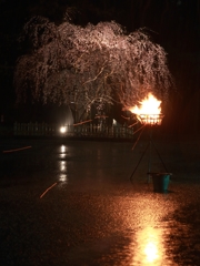 じゅんさい池公園　松明&夜桜 2