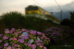 ローカル線と紫陽花１