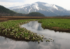 水芭蕉と至仏山