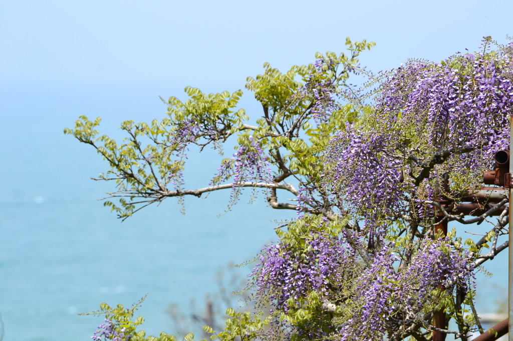 海に映えるフジ