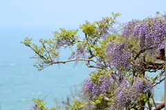 海に映えるフジ