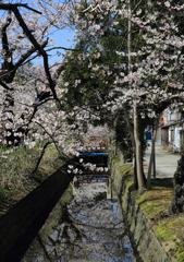 弥彦桜１