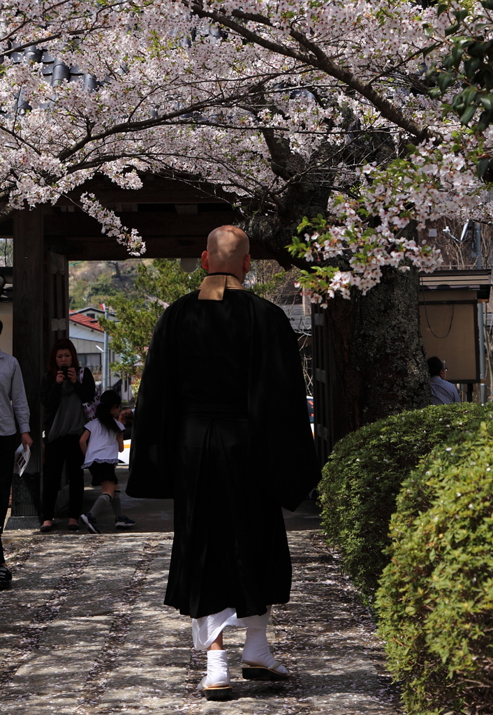 福聚寺正門　住職と桜