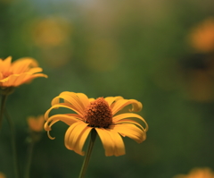 丘陵公園のお花たち２