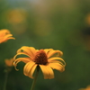 丘陵公園のお花たち２