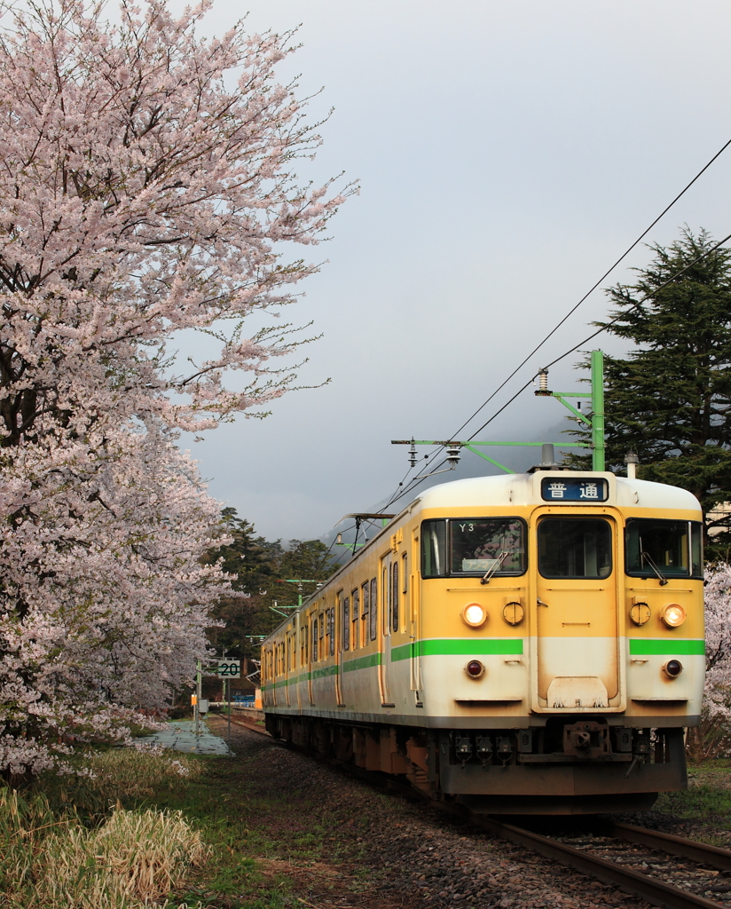 ローカル線と桜
