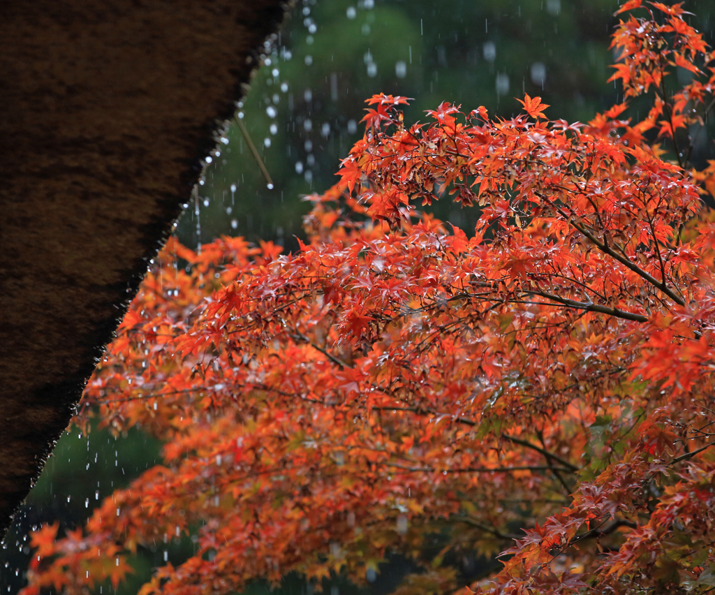 雨の紅葉