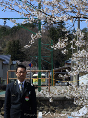 弥彦駅　桜　駅員さんと
