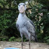 ハシビロコウ