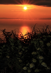 夕日と紫陽花