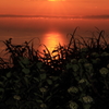 夕日と紫陽花