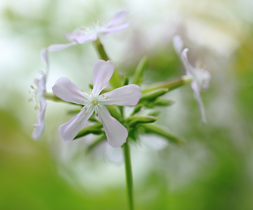 丘陵公園のお花たち３