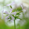 丘陵公園のお花たち３