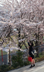 桜さん ハイポーズ！