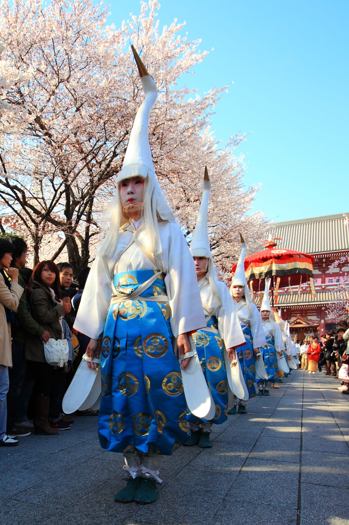 桜＆浅草寺白鷺の舞