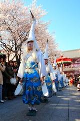 桜＆浅草寺白鷺の舞