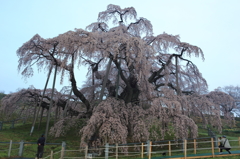 三春滝桜