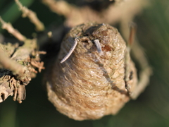 バッタのたまご