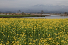 菜の花畑in福島潟