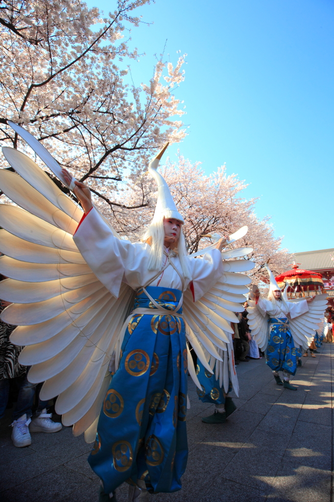 桜と白鷺の舞