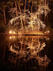 じゅんさい池公園　夜桜