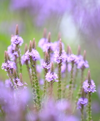 丘陵公園のお花たち５