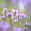 丘陵公園のお花たち５